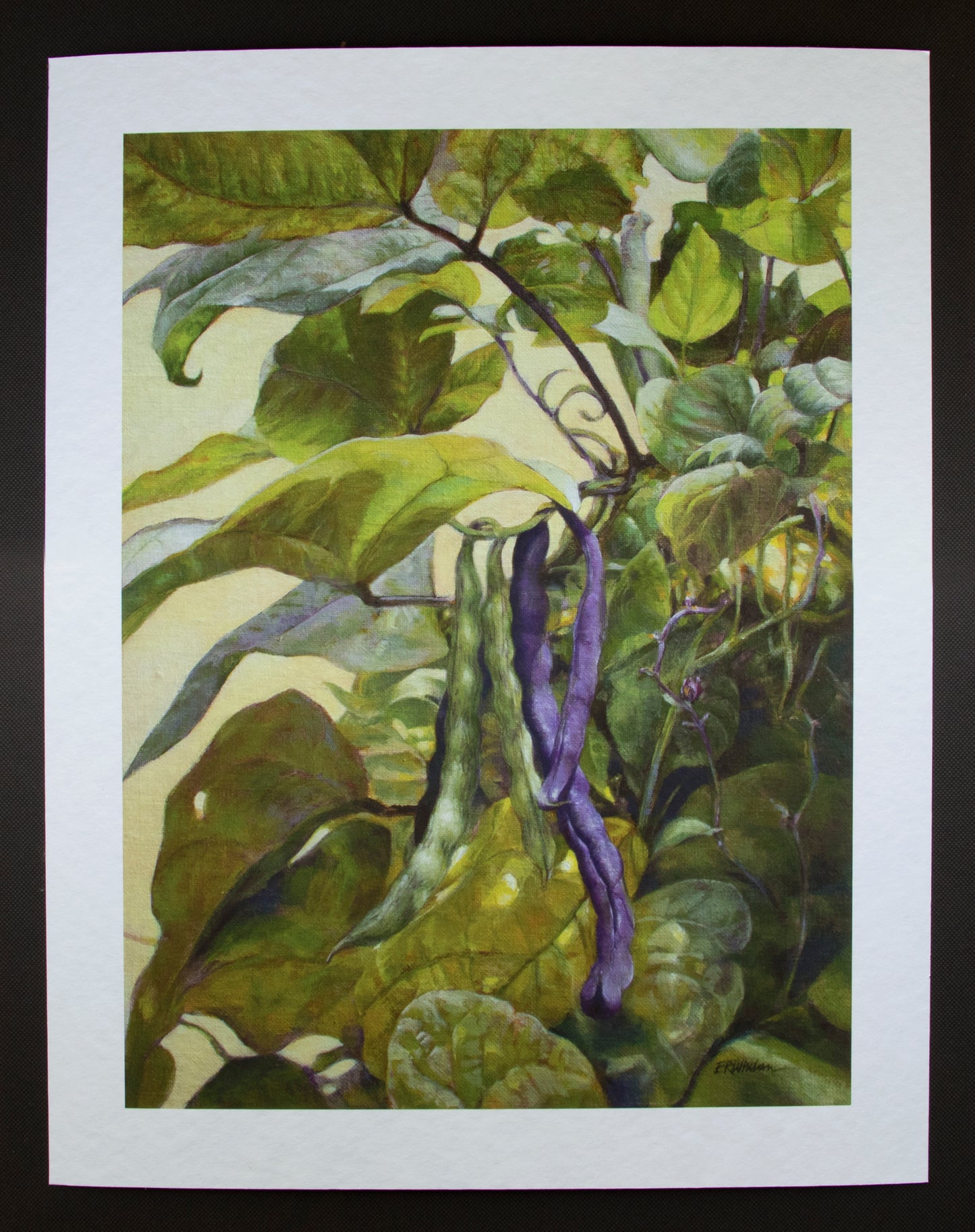Fine Art Print - Late Summer Pole Beans