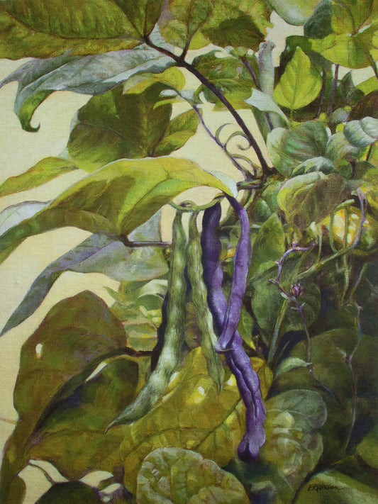 Fine Art Print - Late Summer Pole Beans