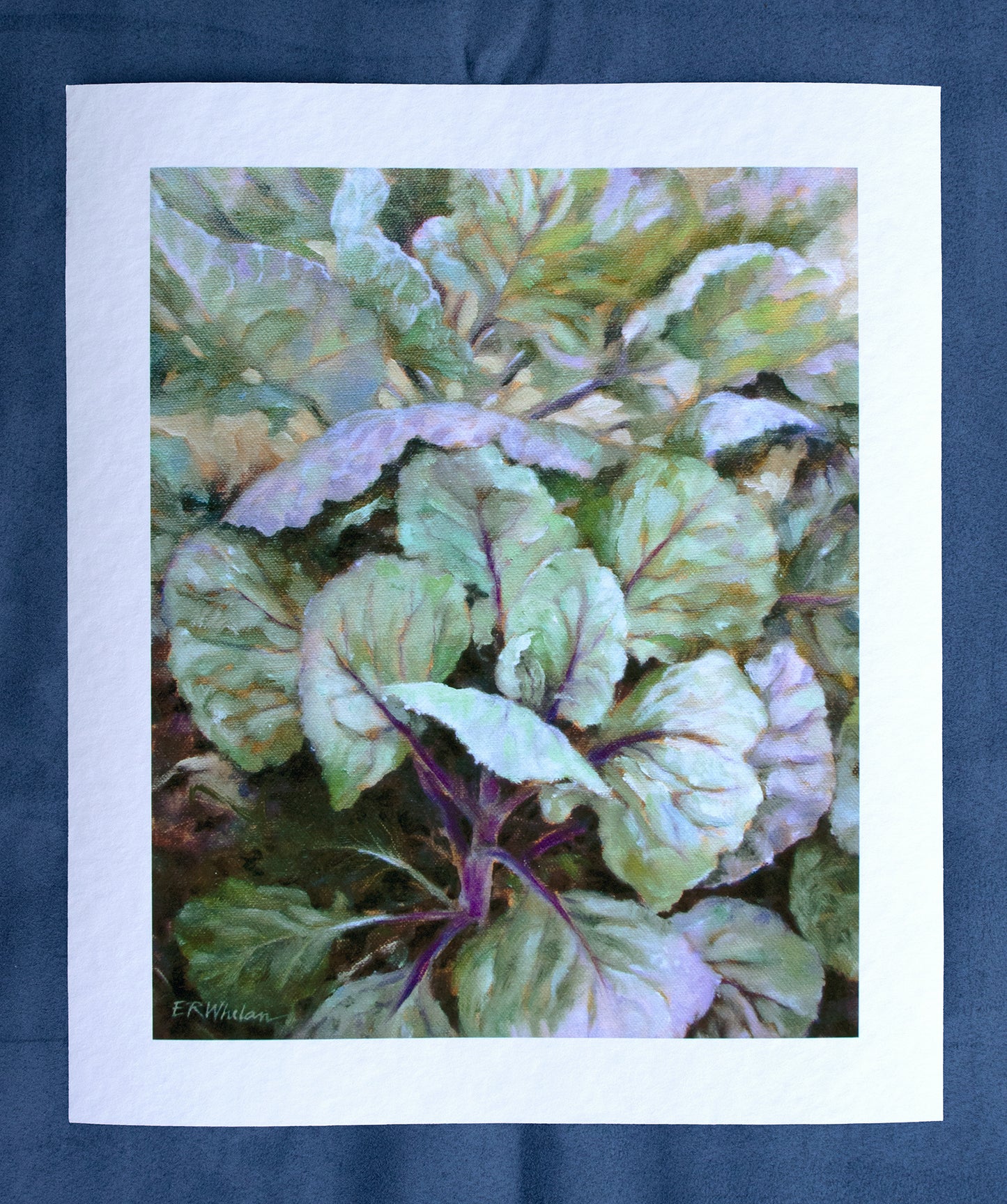 Fine Art Print - Brussels Sprouts Evening Light